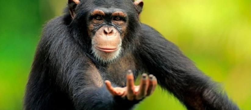 Return to monke coalition